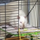 أقفاص الفئران DIY: الخيارات والتعليمات خطوة بخطوة