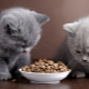 When and how can a kitten be given dry food?