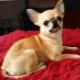 Wann bekommen Chihuahua Ohren und wie setzt man sie ein?