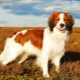 Coikerhondje: وصف سلالة وخصائص تربية الكلاب