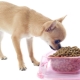 Chihuahua ételek: a gyártók értékelése és jellemzői a választás szerint