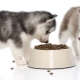 Makanan husky: jenis dan keistimewaan pilihan