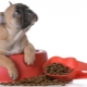 Thức ăn cho chó bulgie Pháp: chọn món gì và làm thế nào?