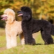 Royal Poodle: Farbvariationen, Charaktereigenschaften und Training