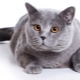 Късокосместа шотландска котка: описание и съдържание на породата