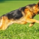 Shorthair German Shepherd Dogs: popis a funkce péče