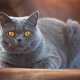 Trumpaplaukių kačių veislės: rūšys, atranka ir priežiūros ypatybės
