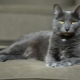 Korat macska: eredete, tulajdonságai, gondozása