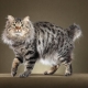 Bobtail macskák: tulajdonságok, színek és gondozás
