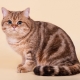 قطط العانس: ملامح النمط على الصوف وقائمة السلالات