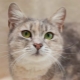 Kucing Metis: Penerangan dan ciri-ciri penjagaan