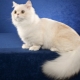 Kucing baka Napoleon: keterangan dan ciri-ciri penjagaan