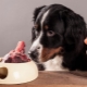 עצמות לכלבים: מה ניתן וצריך להאכיל?