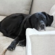 Labrador in der Wohnung: Vor- und Nachteile, die Regeln der Wartung