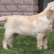 Labrador vo veku 4 mesiacov: ako to vyzerá a ako obsahuje?