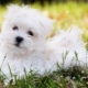 Maltese lap-dog: perihalan jenis anjing, sifat dan kandungan