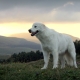 Maremmo-Abruzzo Shepherd Dog: gambaran baka, makanan dan penjagaan