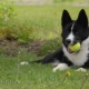 Карелско мече куче: описание и съдържание на породата