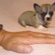 Mikro-Chihuahua: Wie sehen Hunde aus und wie halten sie sie?