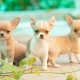 Mini Chihuahua: jak vypadají psi a jak je udržet?