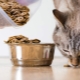 هل يمكن إعطاء القطط طعام الكلاب؟