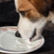 Може ли на кучетата да се дава мляко и как да го направят правилно?