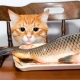 هل يمكن إطعام القطط الأسماك وما هي القيود؟