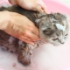 Kan en katt tvättas med vanligt schampo och vad kommer att hända?