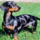 Μάρμαρο dachshund: χαρακτηριστικά χρώματος, χαρακτήρα και περιεχόμενο