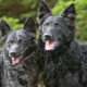 Moody: характеристики на породата кучета, особено грижата за тях
