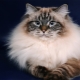 Neva maskare mačke: opis pasmine, značajke sadržaja