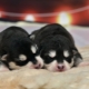 Filhotes husky recém-nascidos: descrição e cuidados