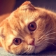 Informazioni sui gatti Scottish Fold di colore rosso
