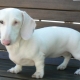 Descrição dos dachshunds brancos, sua natureza e regras de tratamento