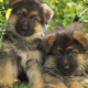 Descrizione e manutenzione di un cucciolo di pastore tedesco a 1 mese