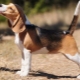 Beschreibung und Pflege von Beagle-Welpen nach 4 Monaten
