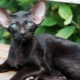 תיאור ותנאי שמירה על חתולים מזרחיים שחורים