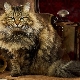 Penerangan, jenis warna dan ciri-ciri kucing Siberia
