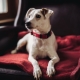 Suņu kaklasiksnas: kas ir un kā izvēlēties?