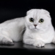 ملامح القطط الاسكتلندية أضعاف البيضاء