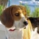 Merkmale des Inhalts des Beagles in der Wohnung