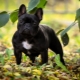 Ciri-ciri penjagaan Bulldog Perancis