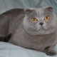 Caratteristiche di un gatto blu scozzese pieghevole