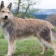 Пикардийски овчарски кучета: описание на породата и условия за отглеждане на кучета