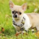 Vor- und Nachteile von Chihuahua