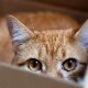 Per què als gats els agraden les caixes i les bosses?