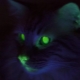 Mengapa kucing bercahaya dalam gelap?