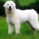 כלבי רועה פולנים: תיאור גזע, האכלה וטיפול