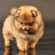 كلب صغير طويل الشعر من نوع الدب: مزايا وعيوب ودقة الرعاية
