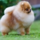 كلب صغير طويل الشعر سبيتز: وصف السلالة والشخصية والألوان والرعاية